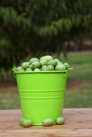 Miniature Mexican Watermelons - Melothria scabraの写真素材