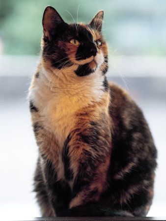 Portrait view of three-color tortoiseshell catの写真素材