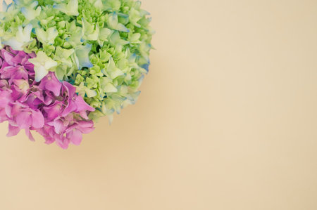 A beautiful pink and green hydrangea flowers in a vase on a cream background with free space for textの写真素材