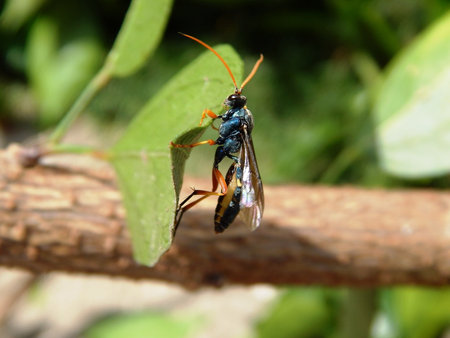 A Parasitoid wasp on a leaf of a tree