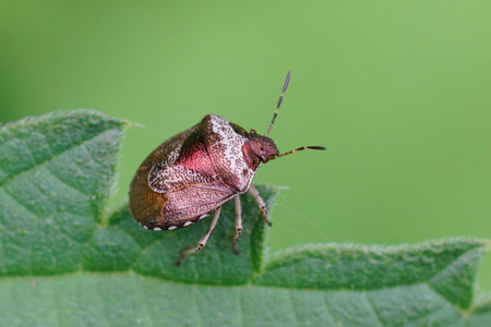 Closeup of a small greyish-bronze bug, Woundwort Shieldbug , Eysarcoris venustissimus in the gardenの写真素材