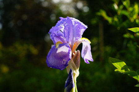 A blue iris after a rain shower. Raindrops. The French national flower on the coat of arms. A...