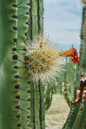 Cactus orchard yielding rich pitayas, balls with spines on the bodies on a cloudy dayの写真素材