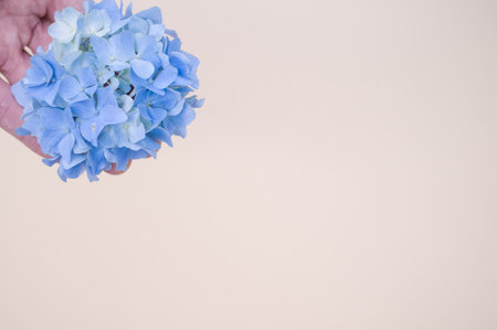A hand holding blue hydrangeas on a beige backgroundの写真素材