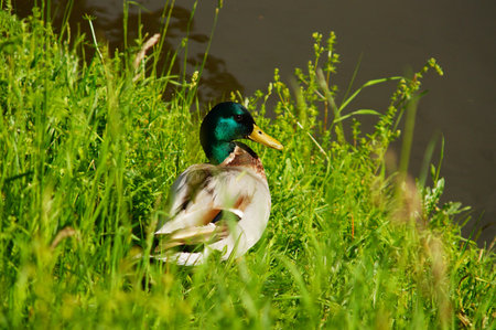 A male mallard duck gleams in the sun on the Nidda river in Frankfurt am Main, Germany.の写真素材