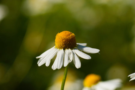Macro of a chamomile flower in the botanical garden in Frankfurt. A popular medicinal plant.の写真素材