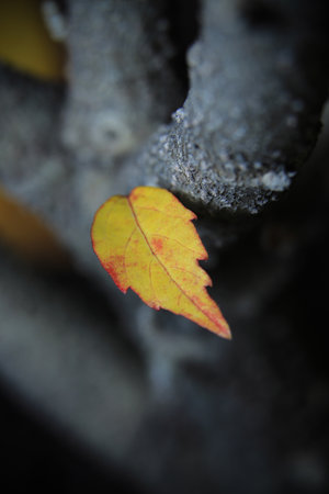 beautiful yellow leaf before falling down stock photoの写真素材