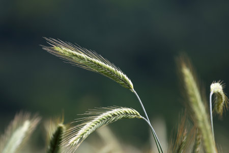 Ears of young green wheat on the field.の写真素材