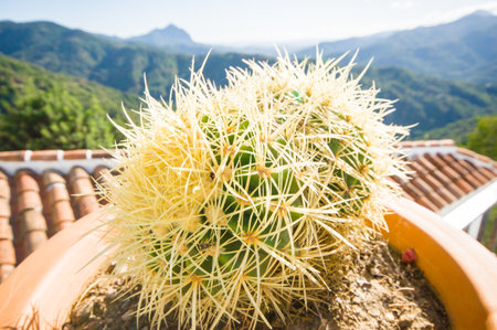cactusの写真素材