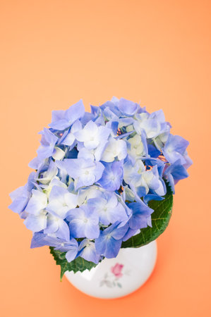A vertical shot of blue hydrangeas on orange background with a copy spaceの写真素材