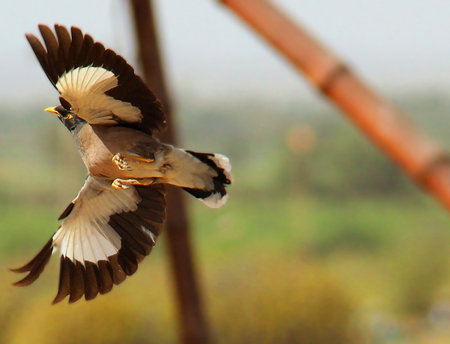 Mayna is a common bird in Pakistan, South Asia. The bird has many types and commonly available.の写真素材