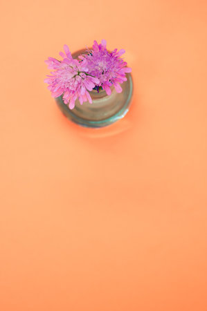 A vertical shot of Knautia Macedonica flowers in a vase isolated on a peach color backgroundの写真素材