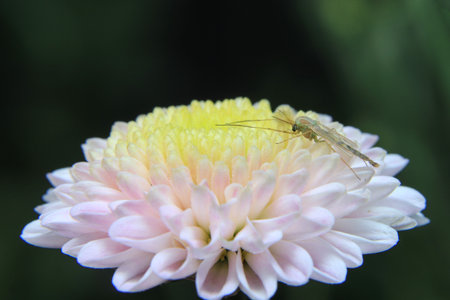 Mosquito on flower