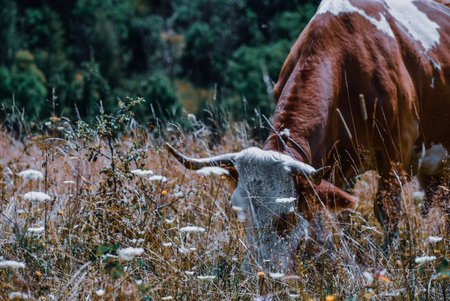 A closeup shot of a cow with horns grazing grass in a fieldの写真素材