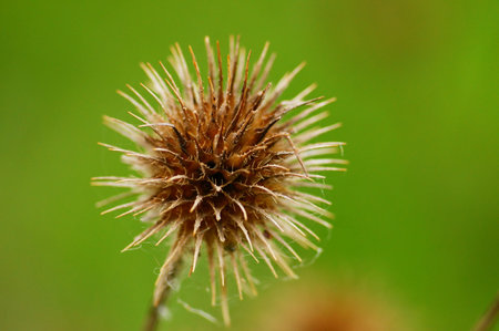 Dry fruit stand of the small teasel from the previous year. Macro shot, brown and spiky against a green background.の写真素材