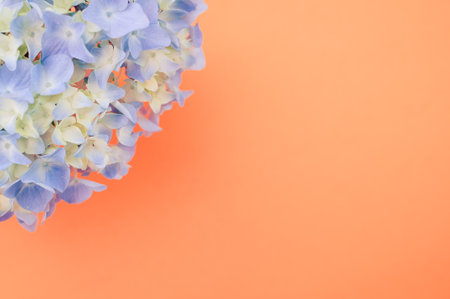 A closeup shot of blue Hydrangea flowers isolated on a peach color backgroundの写真素材