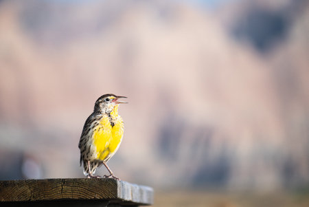 A Western meadowlark on a rock on a blurred backgroundの写真素材