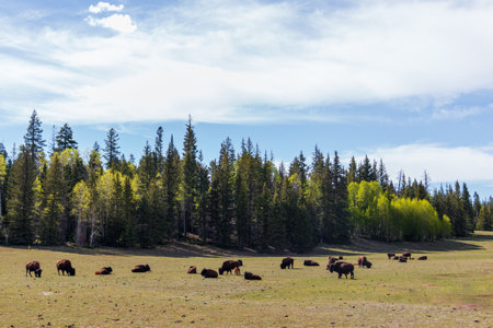 A herd of cattle grazing in a meadow next to a forestの写真素材