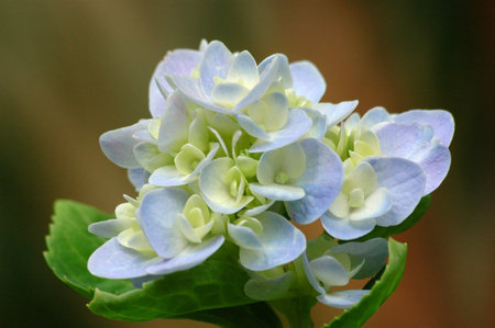 A closeup shot of beautiful hydrangea flowers on a blurred background