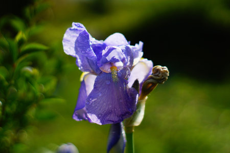 A blue iris after a rain shower in backlight. Raindrops. The French national flower on the coat of...