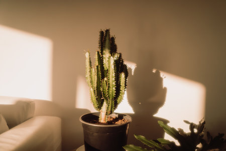 A large domestic cactus plant in a pot under a bright sunlightの写真素材