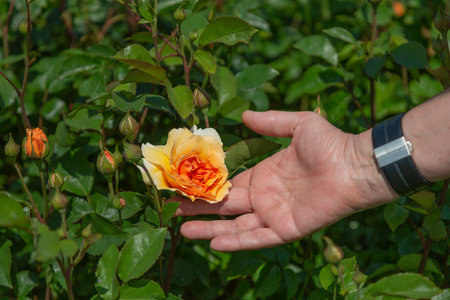 A female hand holding a rose in full bloom in apricot and orange with buds and green leaves in...
