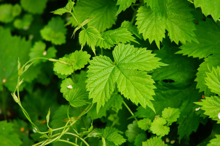 Wild hops spreading in a front garden. The fast-growing tendrils are quickly out of control. But...
