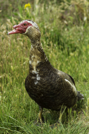 close-up of some ducks in freedom, photograph taken on the shore of a riverの写真素材