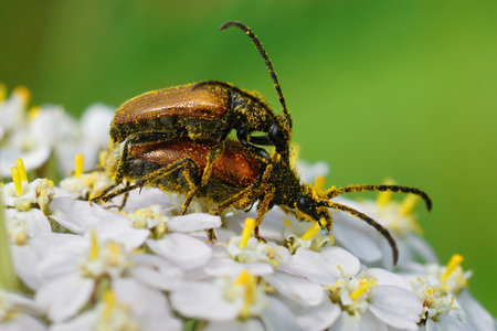 Closeup on a couple of pollen covered fairy-ring longhorn beetle , Pseudovadonia livida, on the white flower of a common yarrow, Achillea millefoliumの写真素材