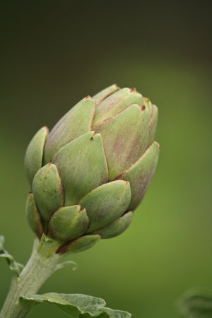 Artichoke in Garden With Blurred Green Backgroundの写真素材