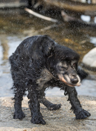 Dog Shake with Water.の写真素材