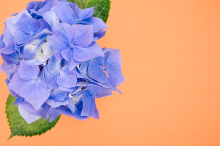 A top view of blue hydrangeas on orange background with a copy spaceの写真素材