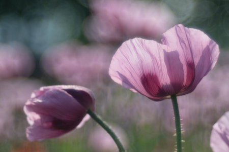 Violet-pink flowers of the opium poppy against the background of the opium poppy fieldの写真素材