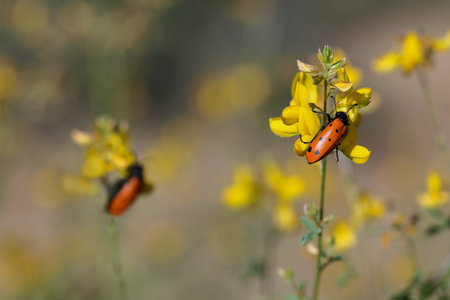 Mylabris hieracii. Beetles photographed in their natural environment.