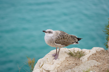 A closeup shot of a seagull on a rockの写真素材