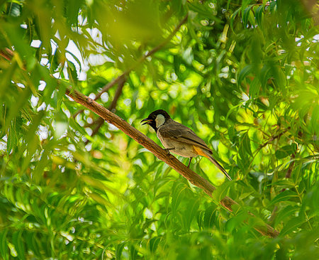 The common sparrow sitting in the green branches of Neem Tree in Tharparkar, Pakistan.