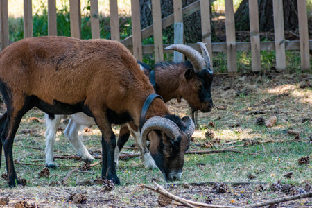 Two adult brown goats with round horns stand in the paddock. Photographs of domestic livestockの写真素材