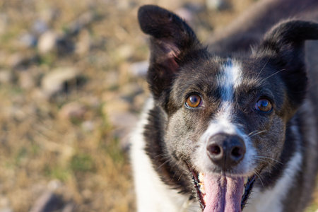 border collie dog bathing in the riverの写真素材