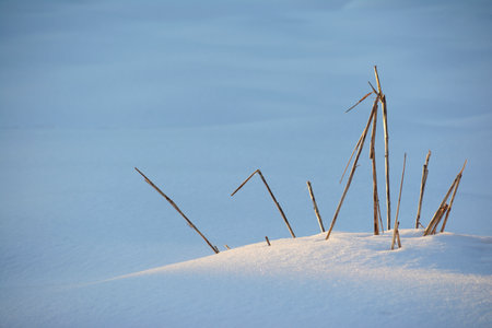 dry stalks of weeds at golden light in winter snow, horizontal shotの写真素材