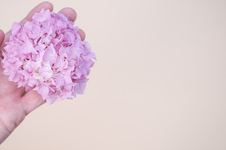 A hand holding pink hydrangeas on a beige backgroundの写真素材