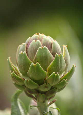 Artichoke in Garden With Blurred Green Backgroundの写真素材