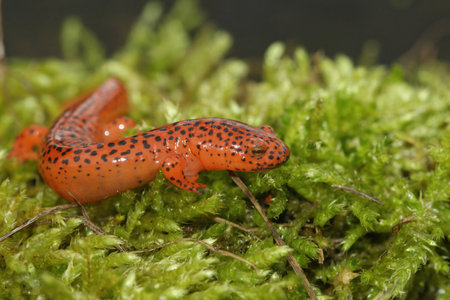 Closeup on the colorful Blue Ridge Red Salamander,  Pseudotriton ruber on green moss