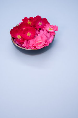 A studio shot of bright flowers on a small bowl on a blue backgroundの写真素材