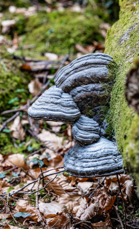 A closeup of a hoof fungus growing on the tree trunkの写真素材