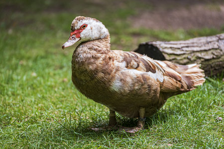 Domestic duck standing in the green grassの写真素材