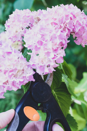 A closeup of a pair of scissors cutting a stem of blooming Hydrangea flowers in the garden