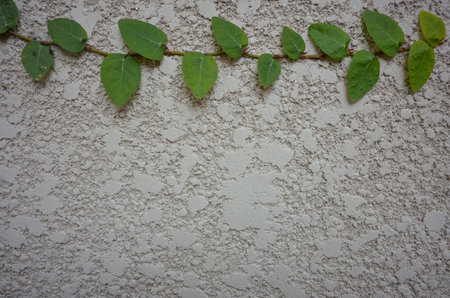 green ivy growing on a white plastered wall, as background