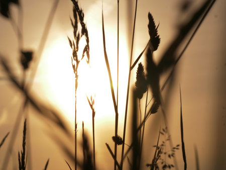 Tall grass silhouette against sunset background medium shotの写真素材