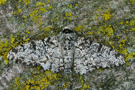 Closeup of the white speckled form of the peppered moth ,Biston betularia, with open wings on a piece of barkの写真素材
