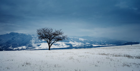 Lonely tree in winter, Dsegh, Lori region Armenia.の写真素材
